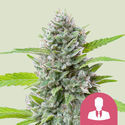 El Patron (Royal Queen Seeds) feminizowane