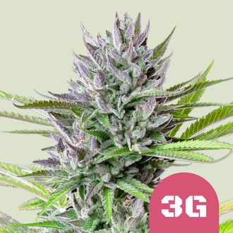 Triple G (Royal Queen Seeds) feminizowane