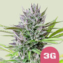 Triple G (Royal Queen Seeds) feminizowane