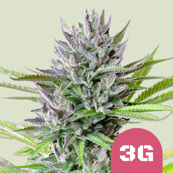 Triple G (Royal Queen Seeds) feminizowane