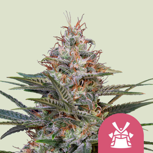 Shogun (Royal Queen Seeds) feminizowane