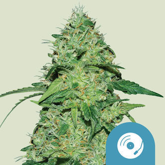 Joanne's CBD (Royal Queen Seeds) Feminizowane