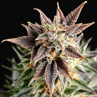 Big Band (Kannabia) feminizowane