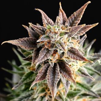 Big Band (Kannabia) feminizowane