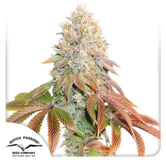Auto Banana Blaze (Dutch Passion) feminizowane