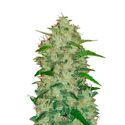 Original Auto Chemdawg (FastBuds) feminizowane