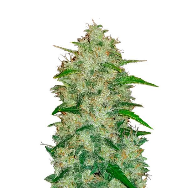 Original Auto Chemdawg (FastBuds) feminizowane