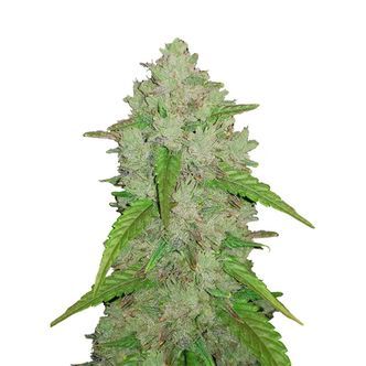 Original Auto Amnesia Haze (FastBuds) feminizowane