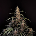 Original Auto Amnesia Haze (FastBuds) feminizowane
