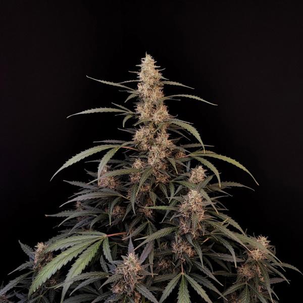 Original Auto Amnesia Haze (FastBuds) feminizowane