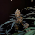 Original Auto BubbleGum (FastBuds) Feminizowane