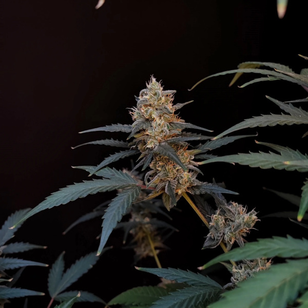 Original Auto BubbleGum (FastBuds) Feminizowane