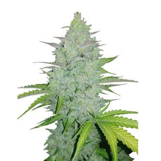 Original Auto Cheese (FastBuds) feminizowane