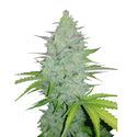 Original Auto Cheese (FastBuds) feminizowane