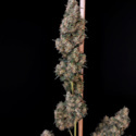 Original Auto Cheese (FastBuds) feminizowane