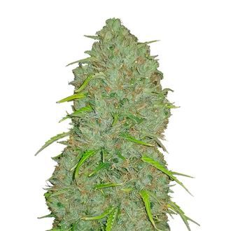 Oryginalny Automat Jack Herer (FastBuds) Feminizowany