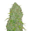Oryginalny Automat Jack Herer (FastBuds) Feminizowany