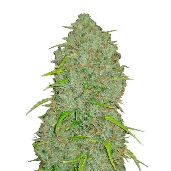 Oryginalny Automat Jack Herer (FastBuds) Feminizowany