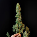 Oryginalny Automat Jack Herer (FastBuds) Feminizowany