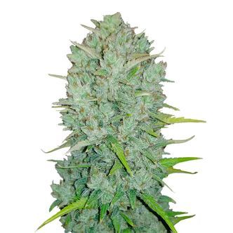 Original Auto Northern Lights (FastBuds) nasiona marihuany feminizowane