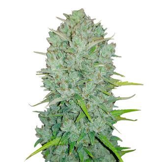 Original Auto Northern Lights (FastBuds) nasiona marihuany feminizowane