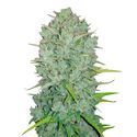 Original Auto Northern Lights (FastBuds) nasiona marihuany feminizowane