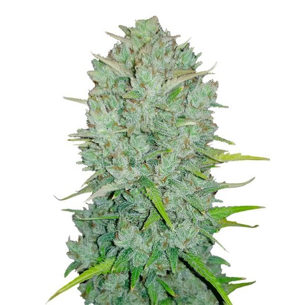 Original Auto Northern Lights (FastBuds) nasiona marihuany feminizowane