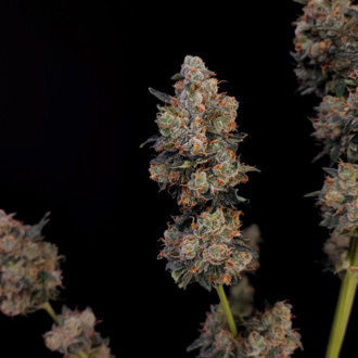 Original Auto Northern Lights (FastBuds) nasiona marihuany feminizowane