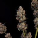 Original Auto Northern Lights (FastBuds) nasiona marihuany feminizowane
