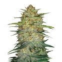 Original Auto OG Kush (FastBuds) feminizowane