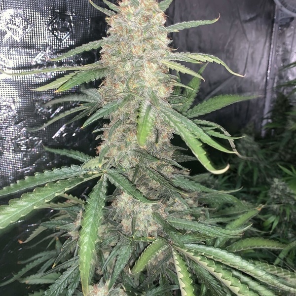 Original Auto OG Kush (FastBuds) feminizowane