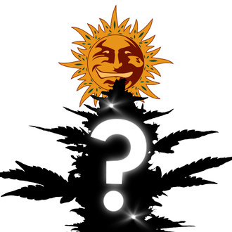 Feminizowane Nasiono Niespodzianka 5 (Barney's Farm)