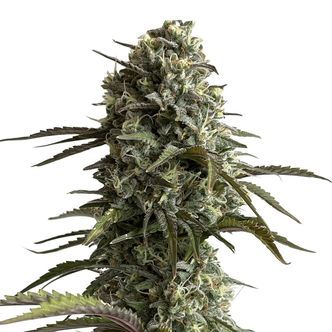 Original Auto Skunk (FastBuds) feminizowane