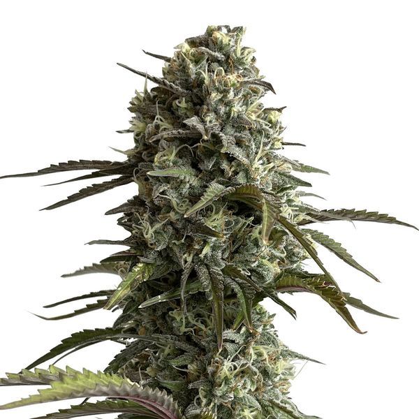 Original Auto Skunk (FastBuds) feminizowane