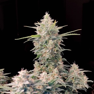 Original Auto Skunk (FastBuds) feminizowane