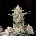 Original Auto Skunk (FastBuds) feminizowane