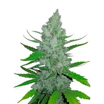 Original Auto Sour Diesel (FastBuds) feminizowane