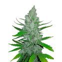 Original Auto Sour Diesel (FastBuds) feminizowane