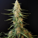 Original Auto Sour Diesel (FastBuds) feminizowane
