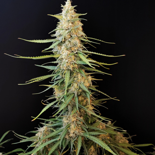 Original Auto Sour Diesel (FastBuds) feminizowane