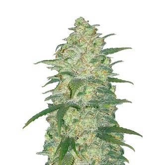 Original Auto White Widow (FastBuds) nasiona marihuany feminizowane