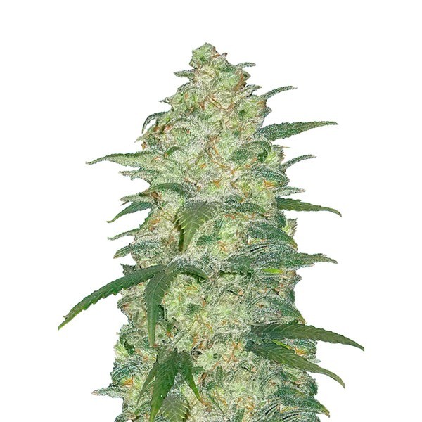 Original Auto White Widow (FastBuds) nasiona marihuany feminizowane