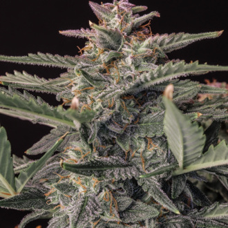 Original Auto White Widow (FastBuds) nasiona marihuany feminizowane
