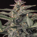 Original Auto White Widow (FastBuds) nasiona marihuany feminizowane
