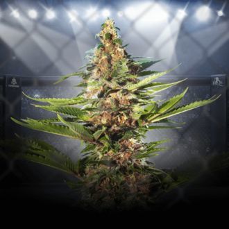 ZZ Punch (Royal Queen Seeds x Zamnesia) feminizowane