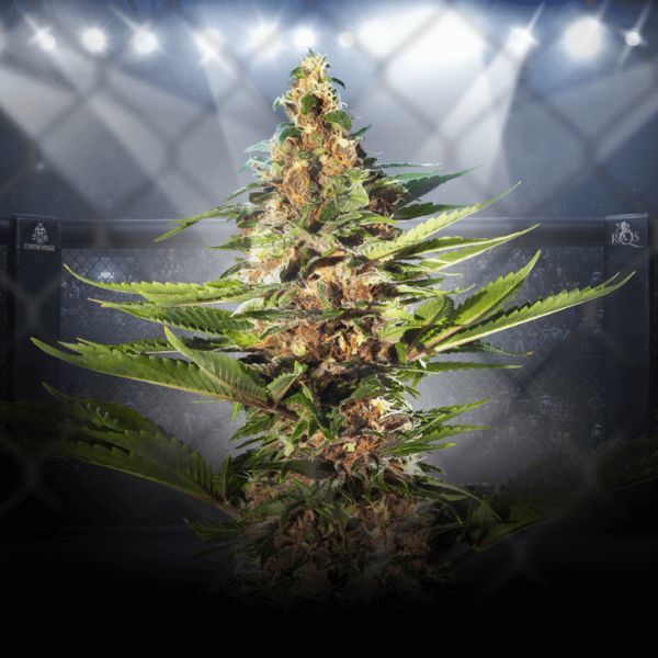 ZZ Punch (Royal Queen Seeds x Zamnesia) feminizowane