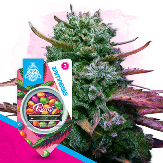 Runtz (Zamnesia Seeds) feminizowane
