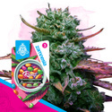 Runtz (Zamnesia Seeds) feminizowane
