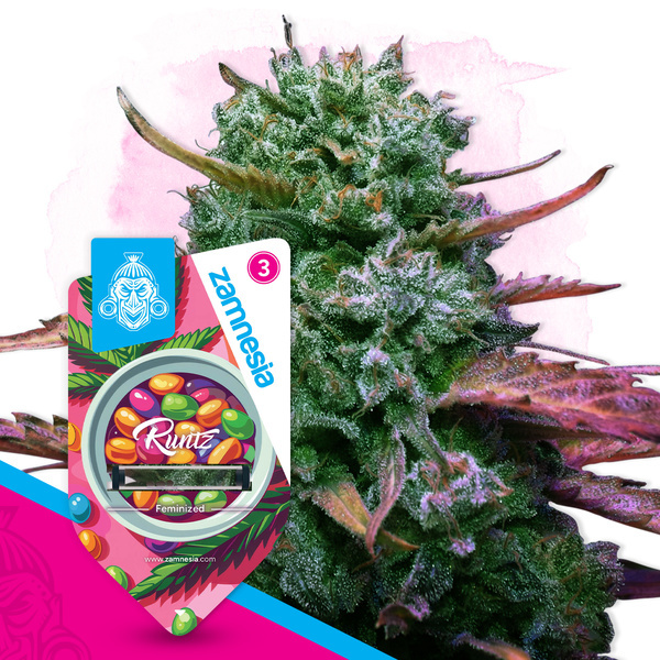 Runtz (Zamnesia Seeds) feminizowane