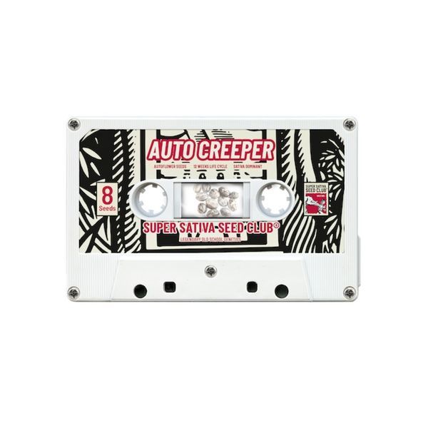 Auto Creeper (Super Sativa Seed Club) feminizowane